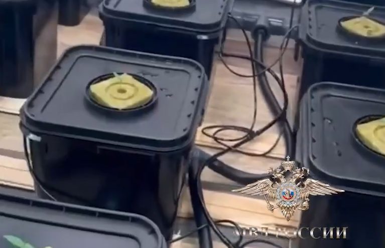 130 кустов конопли нашли в частном доме в Тверской области 130 кустов конопли нашли в частном доме в Тверской области