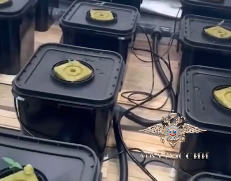 130 кустов конопли нашли в частном доме в Тверской области 130 кустов конопли нашли в частном доме в Тверской области