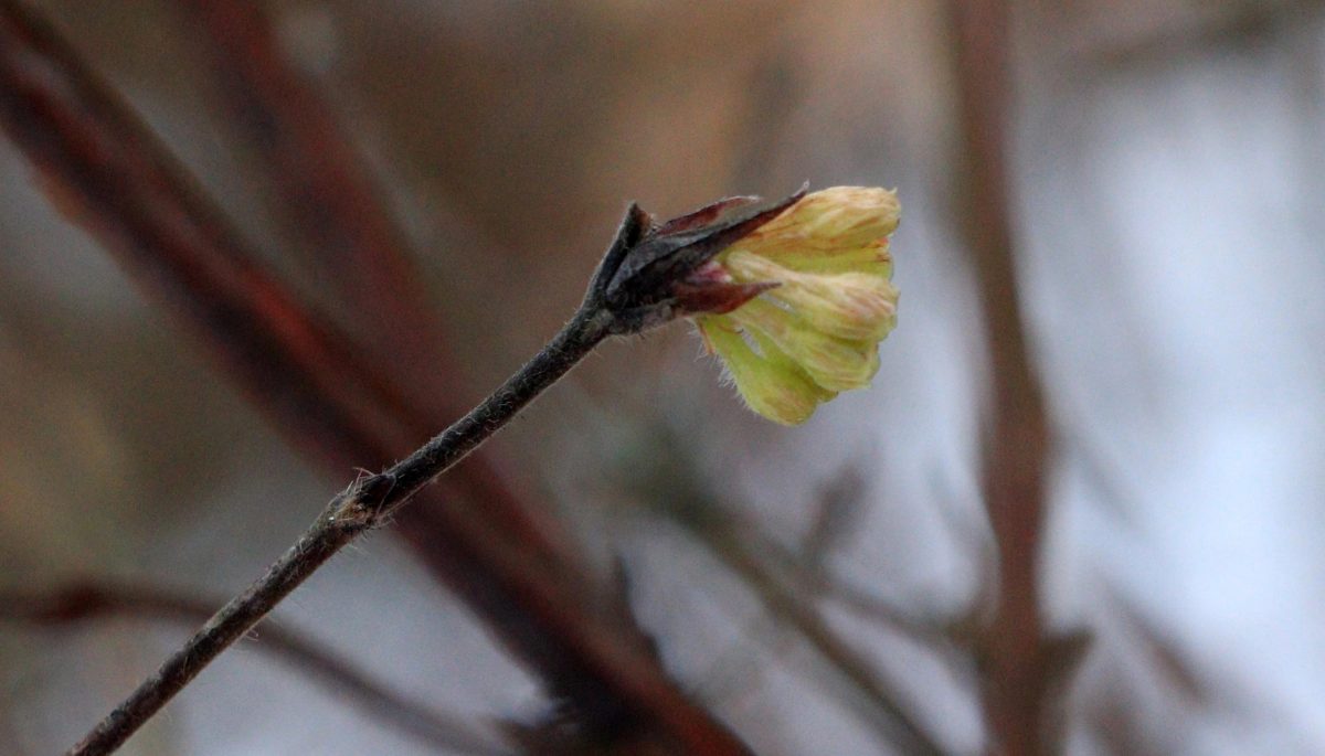 Жители Тверской области в феврале будут собирать урожай