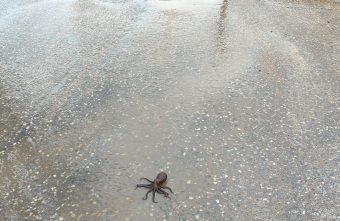 В Тверской области из-под растаявшего снега выплыл осьминог