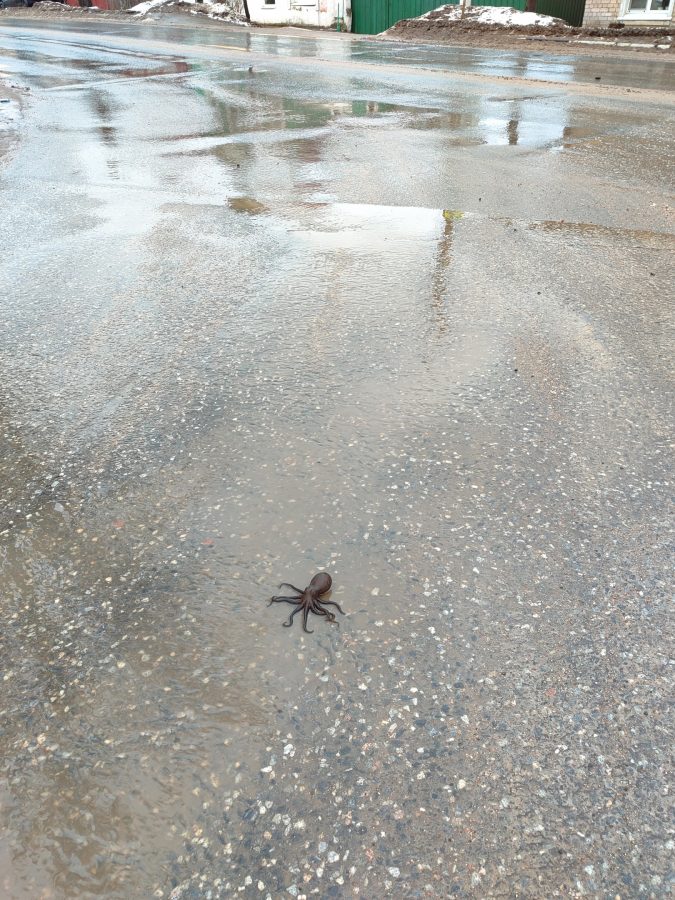 В Тверской области из-под растаявшего снега выплыл осьминог