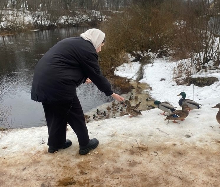 На пруду в Андреаполе не досчитались уток