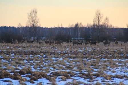 Во время прогулки жители Тверской области заметили лису и стадо оленей Во время прогулки жители Тверской области заметили лису и стадо оленей