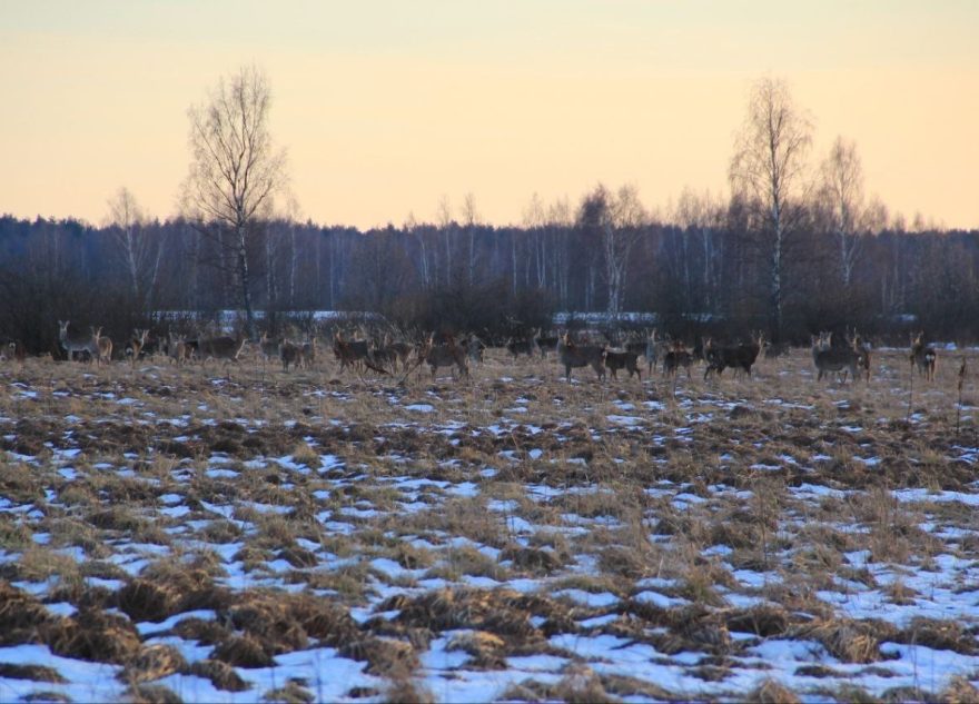 Во время прогулки жители Тверской области заметили лису и стадо оленей