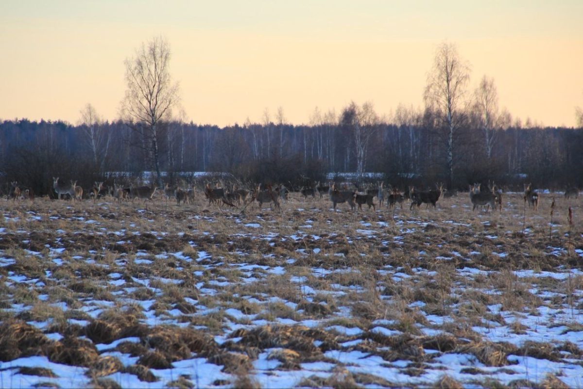 Во время прогулки жители Тверской области заметили лису и стадо оленей Во время прогулки жители Тверской области заметили лису и стадо оленей