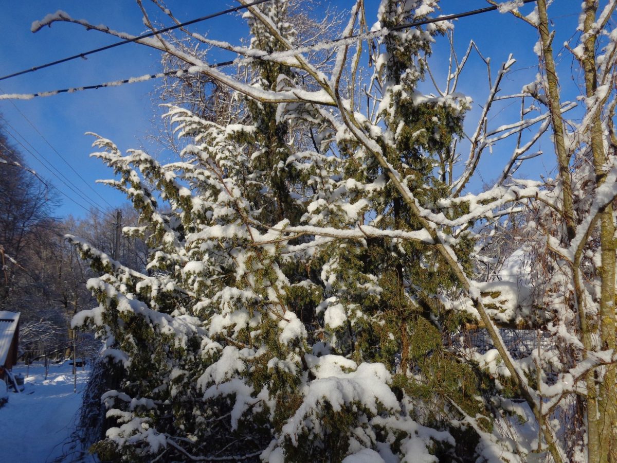 Изменчивая погода в Тверской области превратила сов в мокрых куриц