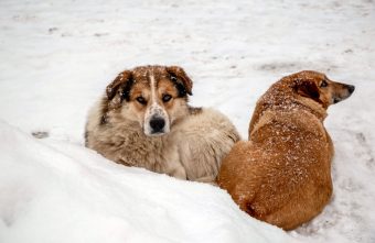 Никому не нужные: как помочь бездомным животным зимой Никому не нужные: как помочь бездомным животным зимой
