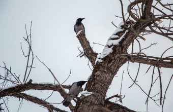 В Тверскую область все-таки придут февральские морозы В Тверскую область все-таки придут февральские морозы