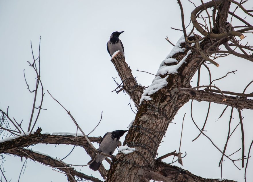 В Тверскую область все-таки придут февральские морозы
