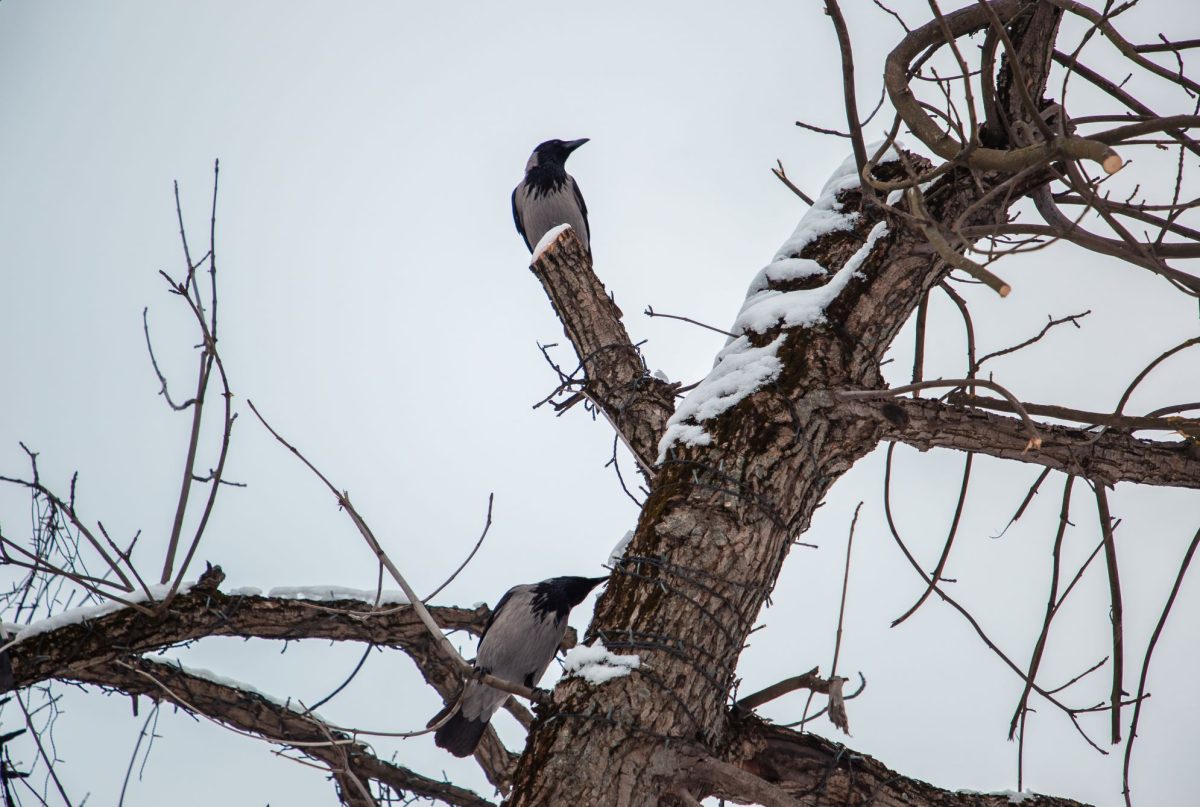 В Тверскую область все-таки придут февральские морозы