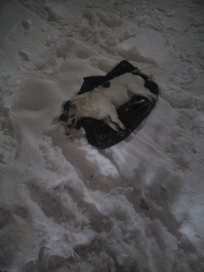 Жители Тверской области просят хозяина похоронить свою собаку