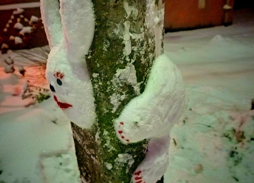 В Тверской области неизвестные посадили зайца на дерево