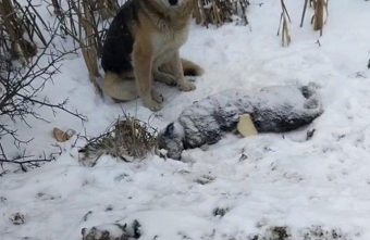 В Тверской области верный бездомный пес сторожит тело своего родственника В Тверской области верный бездомный пес сторожит тело своего родственника