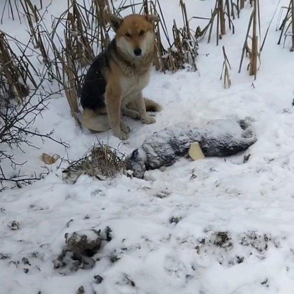 В Тверской области верный бездомный пес сторожит тело своего родственника