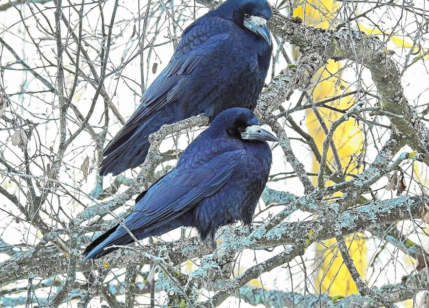 В Тверскую область на два месяца раньше прилетели грачи