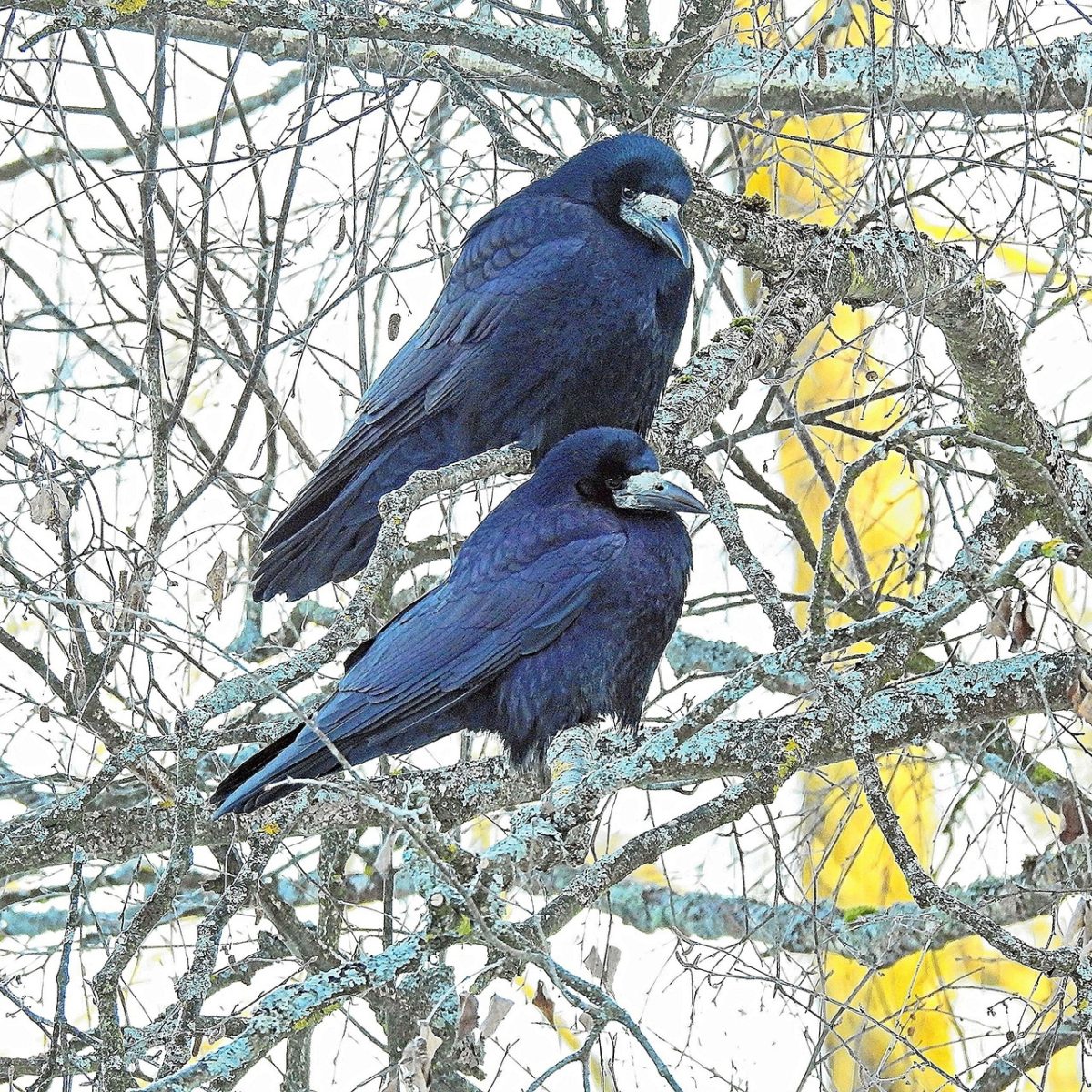 В Тверскую область на два месяца раньше прилетели грачи