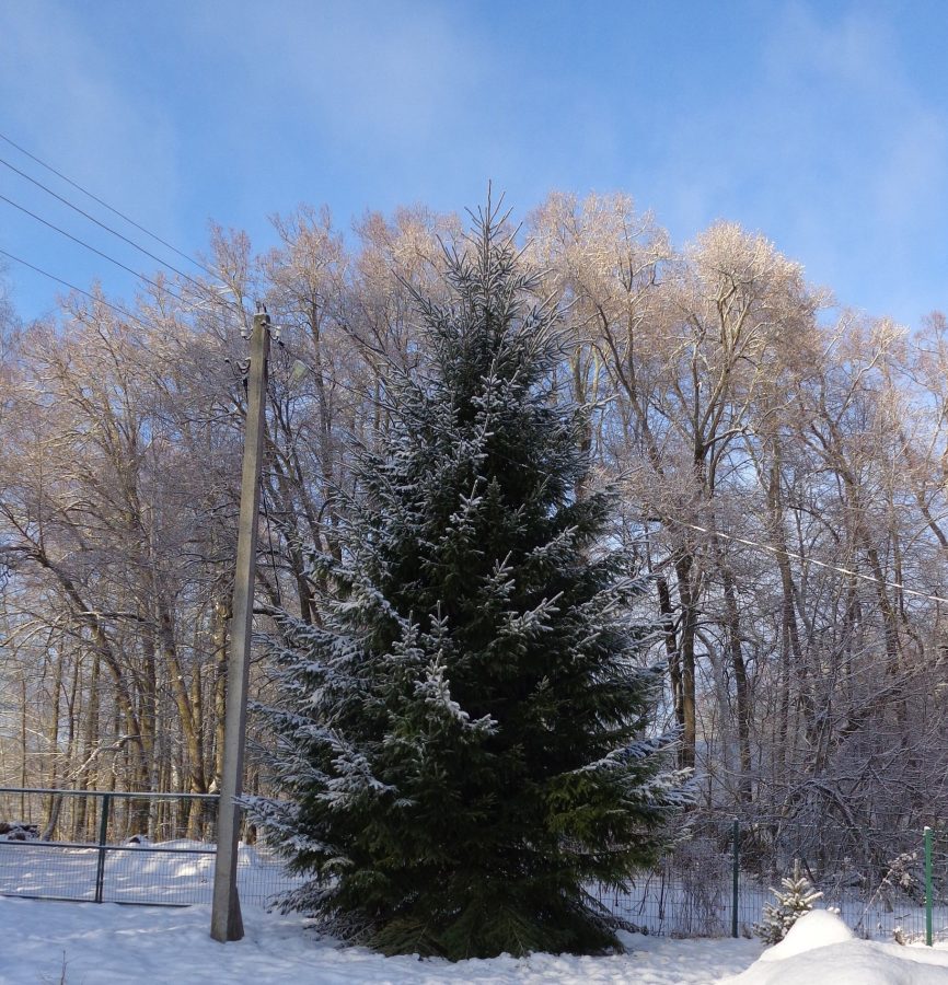 Изменчивая погода в Тверской области превратила сов в мокрых куриц