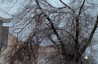 В Тверской области спилили страшное аварийное дерево