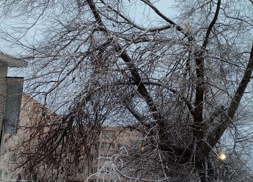 В Тверской области спилили страшное аварийное дерево