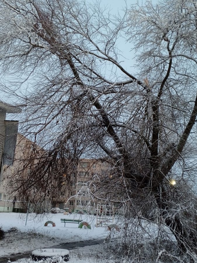 В Тверской области спилили страшное аварийное дерево