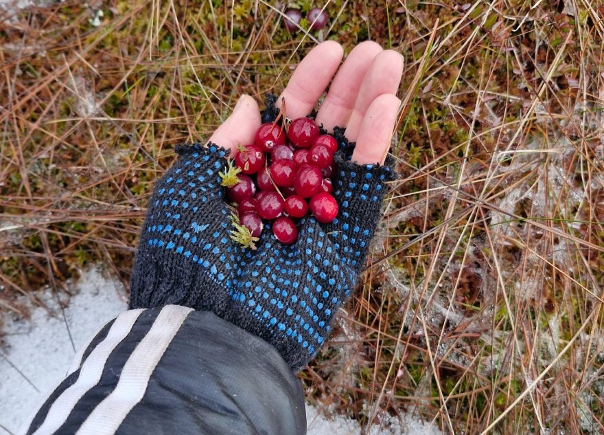 В Тверской области начался сезон сбора лесных ягод