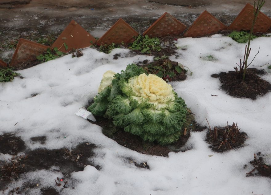 В январе в Тверской области выросла капуста