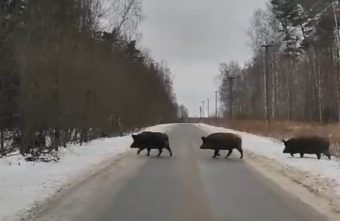 В Тверской области жители столкнулись лицом к лицу с целым стадом кабанов В Тверской области жители столкнулись лицом к лицу с целым стадом кабанов