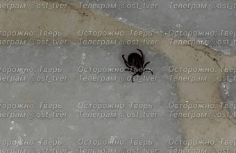 В Твери клещи начали атаковать животных В Твери клещи начали атаковать животных