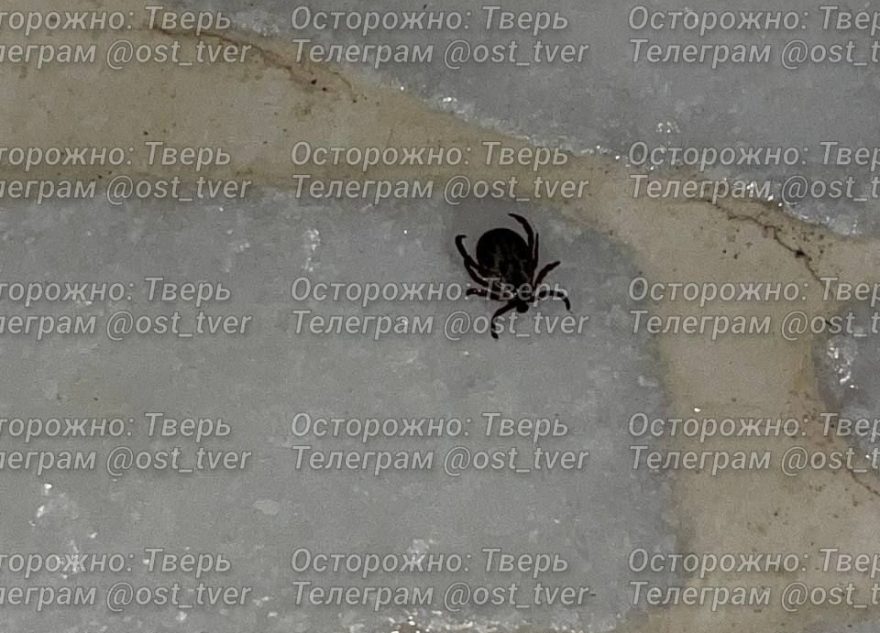 В Твери клещи начали атаковать животных