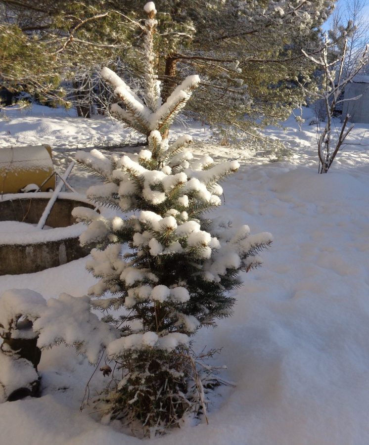 Изменчивая погода в Тверской области превратила сов в мокрых куриц