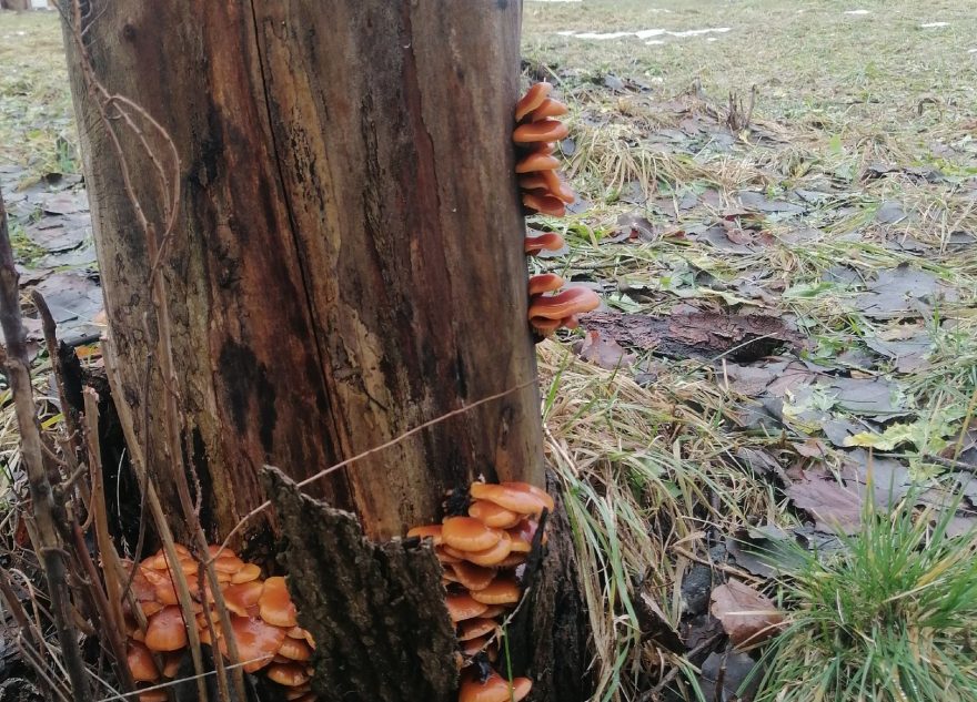 В январе в Тверской области выросли летние грибы