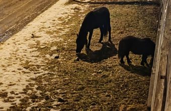 В Твери под окнами многоэтажек пасутся кони