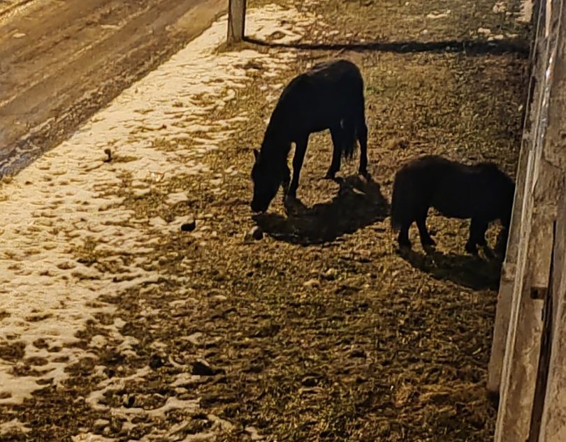 В Твери под окнами многоэтажек пасутся кони