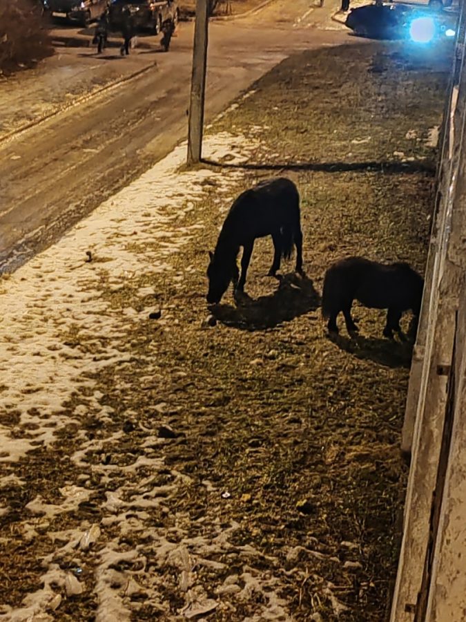 В Твери под окнами многоэтажек пасутся кони