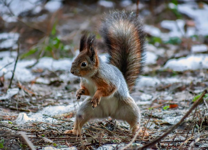 В Тверской области сфотографировали настоящую боевую белку
