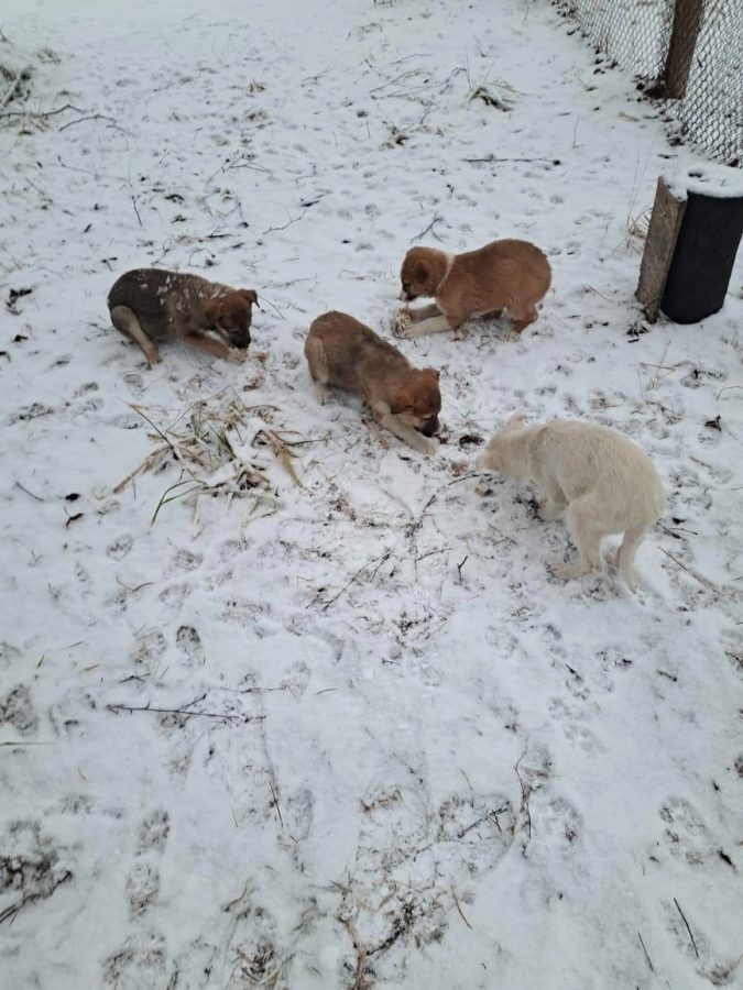 Жители Тверской области проходят мимо выброшенных на мороз щенков