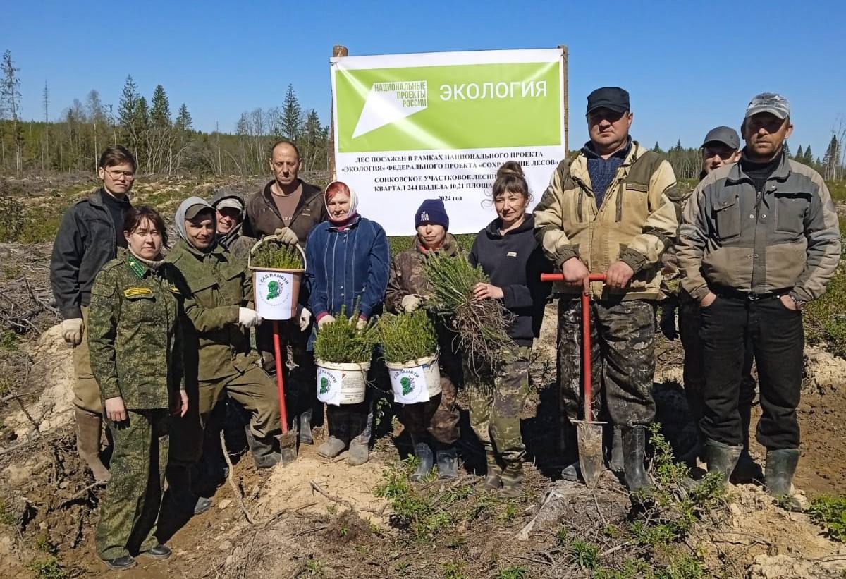 В Тверской области за несколько лет  восстановлено 114, 5 тысяч гектаров лесов В Тверской области за несколько лет  восстановлено 114, 5 тысяч гектаров лесов