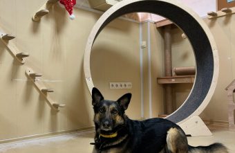 Наблюдать за тверскими котами и кошками будет весь мир Наблюдать за тверскими котами и кошками будет весь мир