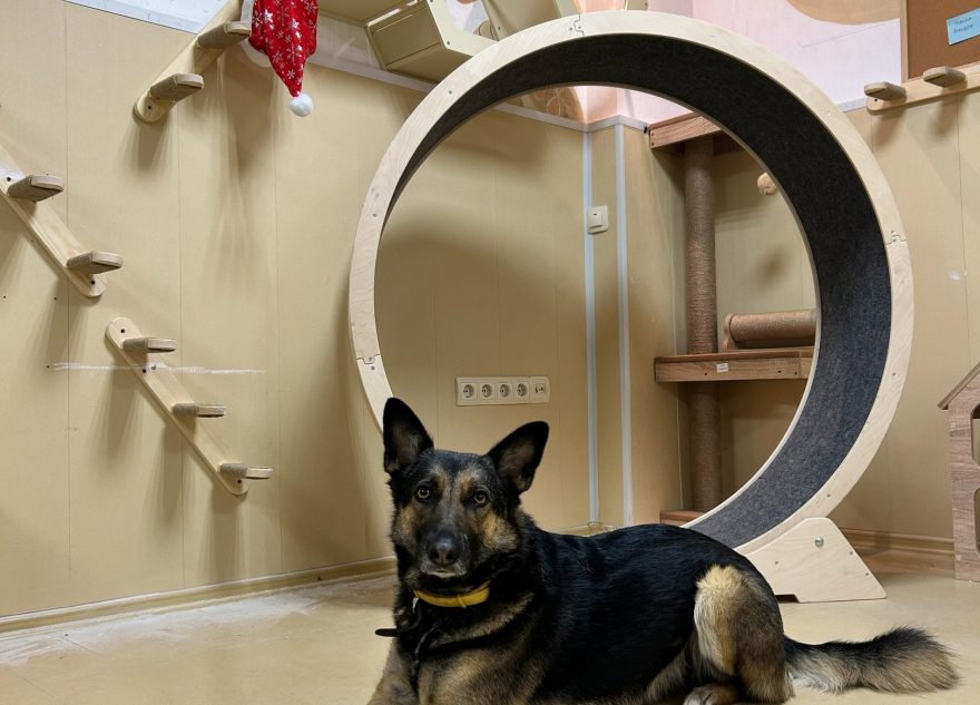 Наблюдать за тверскими котами и кошками будет весь мир