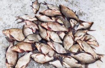 Жители Тверской области рассказали, где находится самое рыбное место