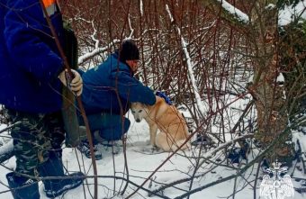 В Тверской области сотрудники МЧС спасли жизнь собаке В Тверской области сотрудники МЧС спасли жизнь собаке