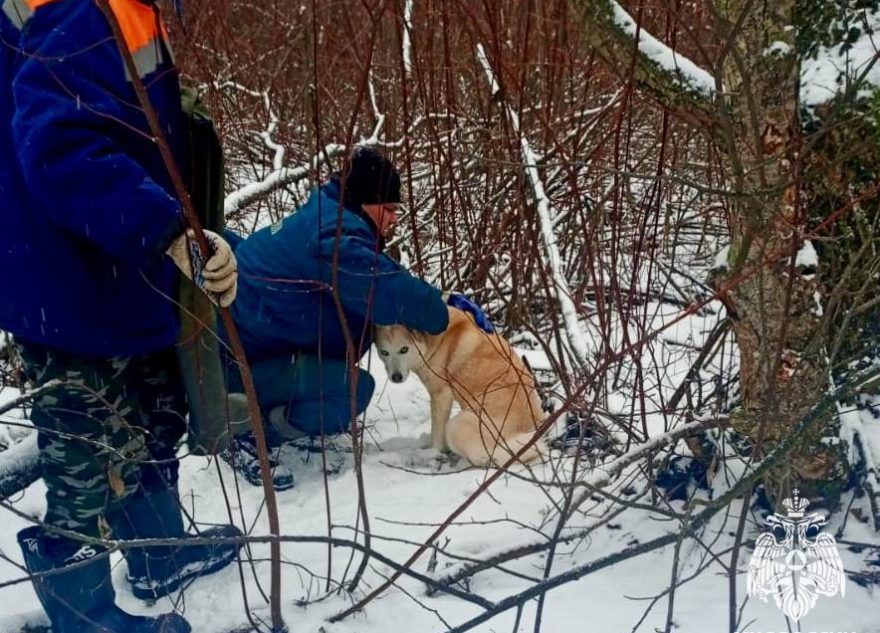 В Тверской области сотрудники МЧС спасли жизнь собаке
