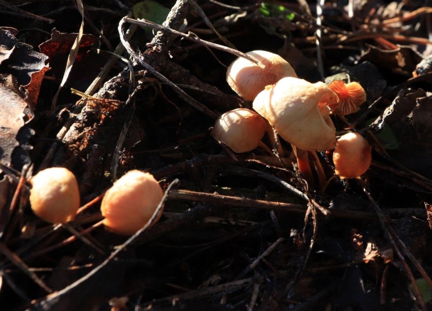 Жителям Тверской области рассказали, стоит ли ждать грибов летом