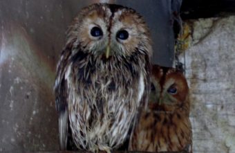 Изменчивая погода в Тверской области превратила сов в мокрых куриц