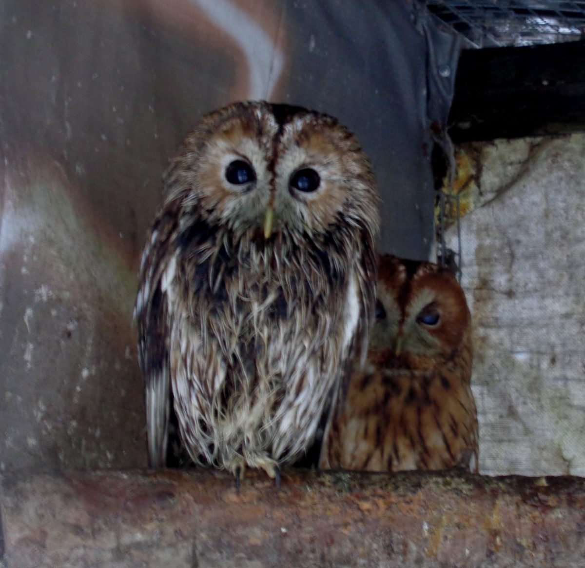 Изменчивая погода в Тверской области превратила сов в мокрых куриц