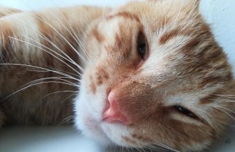 В Тверской области погиб пушистый смотритель вокзала