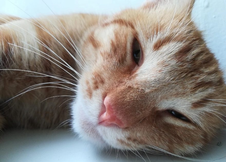 В Тверской области погиб пушистый смотритель вокзала