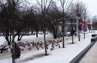 Улицы Тверской области захватили банды уток