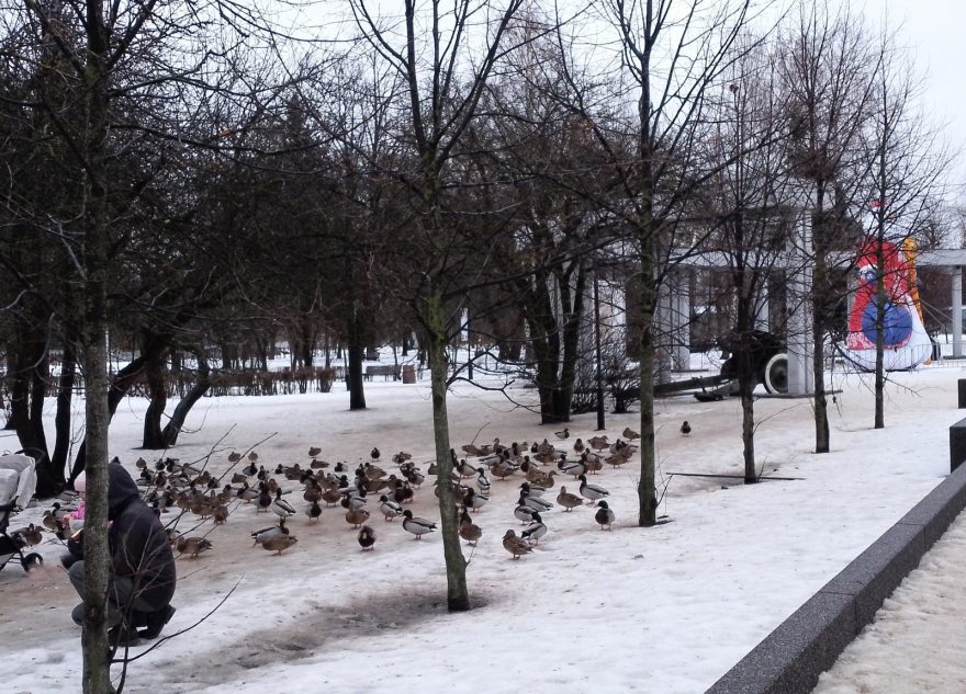 Улицы Тверской области захватили банды уток