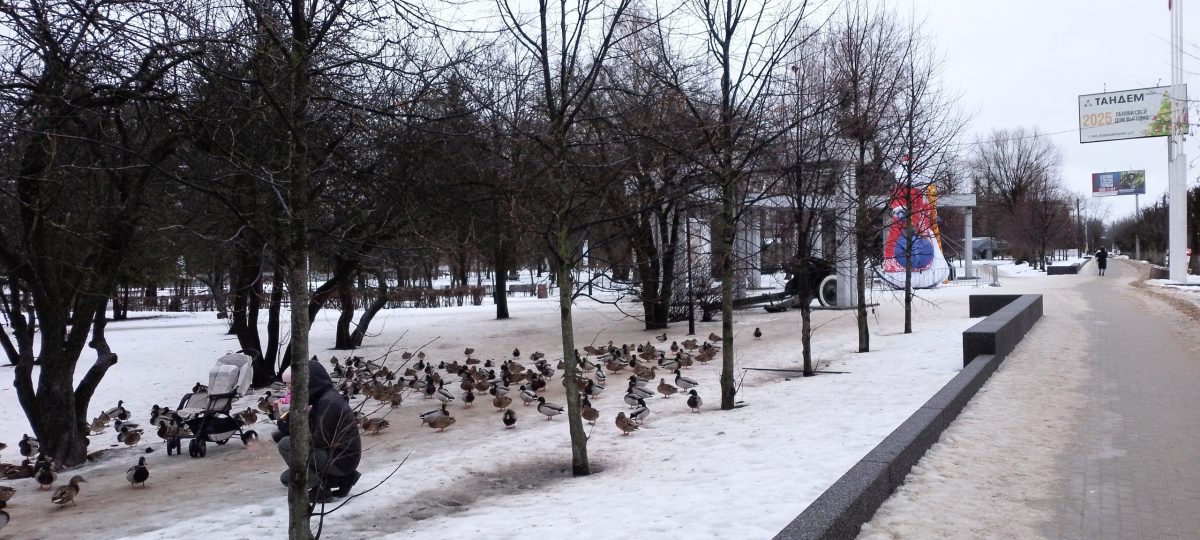 Улицы Тверской области захватили банды уток